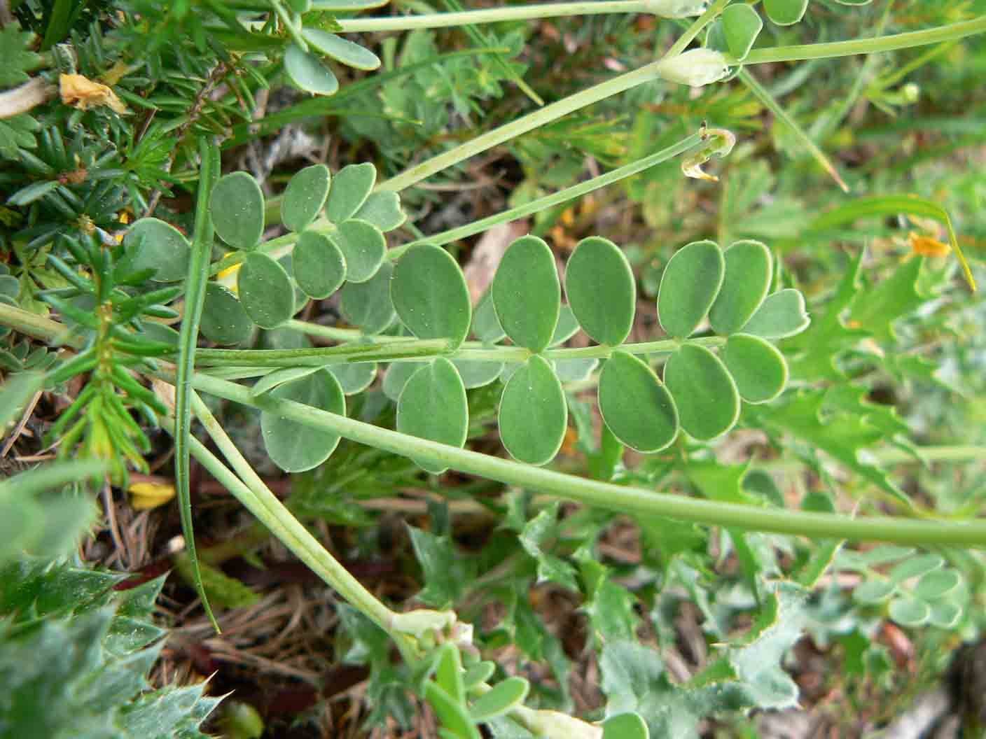 Fabacea da determinare - Coronilla sp.